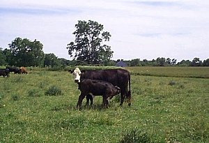 cows660.jpg
